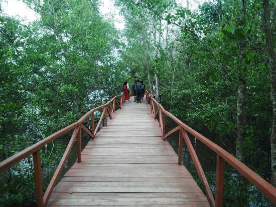 Mangrove Forest Batukaras